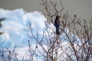 Stellar's Jay Peers Out Above Mendenhall Glacier