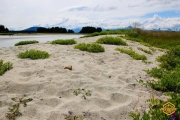 Beach Grass