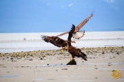 Eagles Flying on Beach