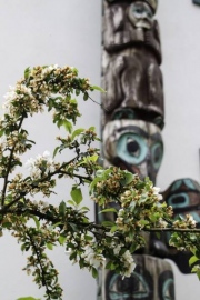 Flowers and the Totem