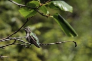 Hummingbird on Trail