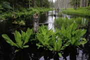 Muskeg Trails