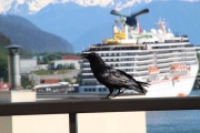 Raven on a Cruise