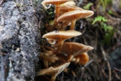 Mushrooms on the Trail